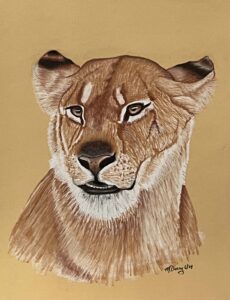 Lioness drawing on papaer