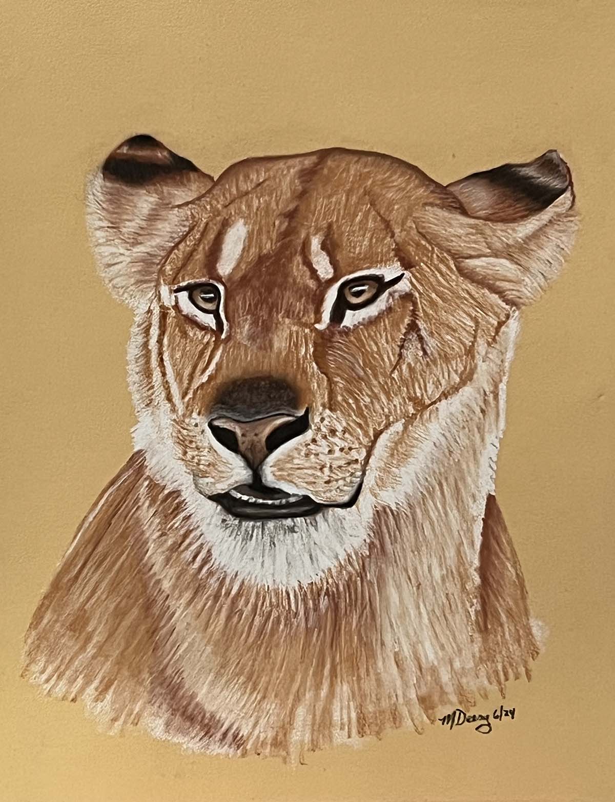 Lioness drawing on papaer